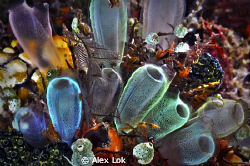 Softcorals at Lembeh Straits, taken by Nikon D300 with ik... by Alex Lok 